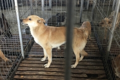 microcip 642099000445091(Mamaia Bellagio)