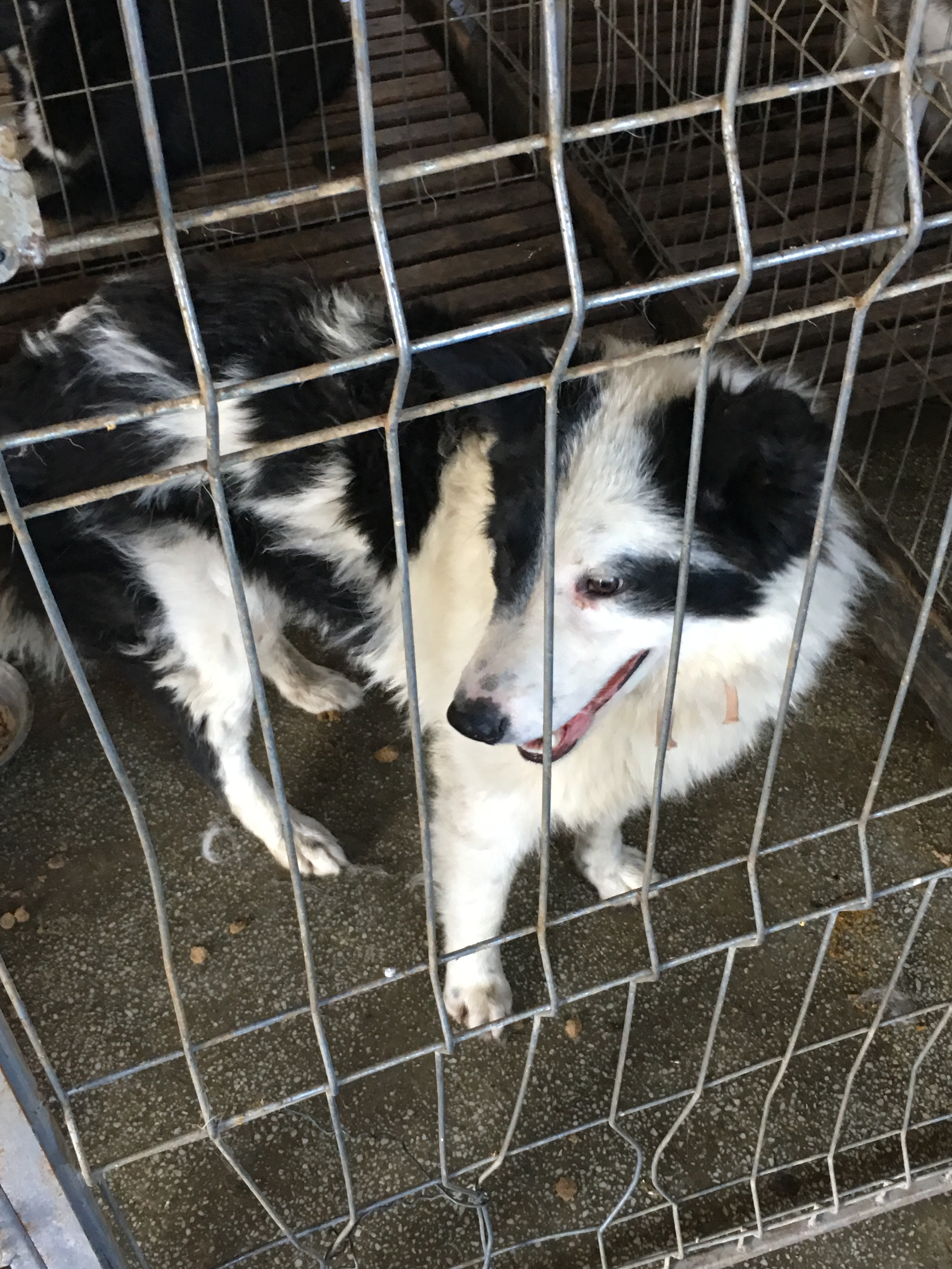microcip 642099000445078 ( str. Suceava)