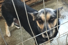 microcip 642099000445079 ( Dobrogea)
