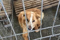 microcip 642099000445081 (Mamaia)