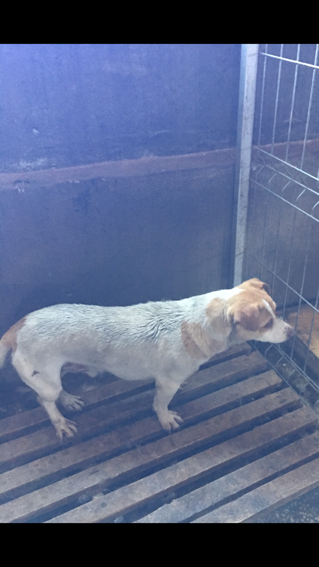 microcip 642099000445209 ( Str. Cismelei)