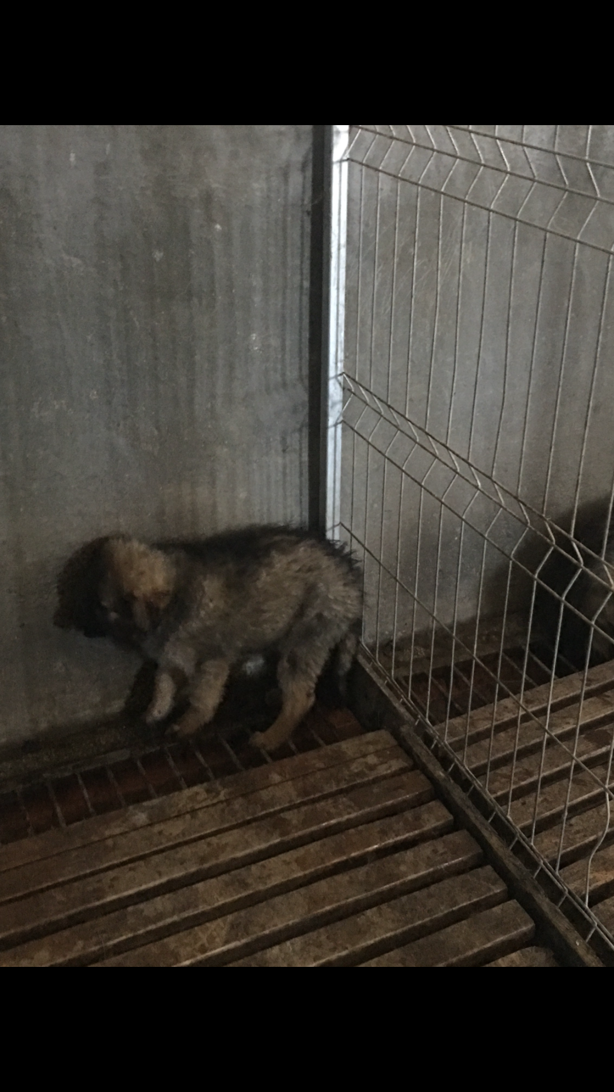 microcip 642099000445223 ( Str. Suceava )