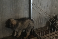 microcip 642099000445223 ( Str. Suceava )