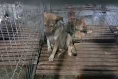 Str. P.N.Grigorescu microcip 642099000498835