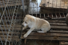 microcip 642099000445 ( baba novac)