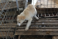 microcip 642099000445203 ( baba novac)