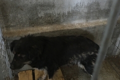 microcip 642099000445206 ( Baba Novac)