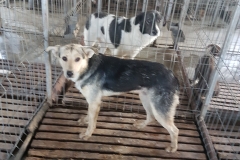 Telegondola microcip 642099000498844