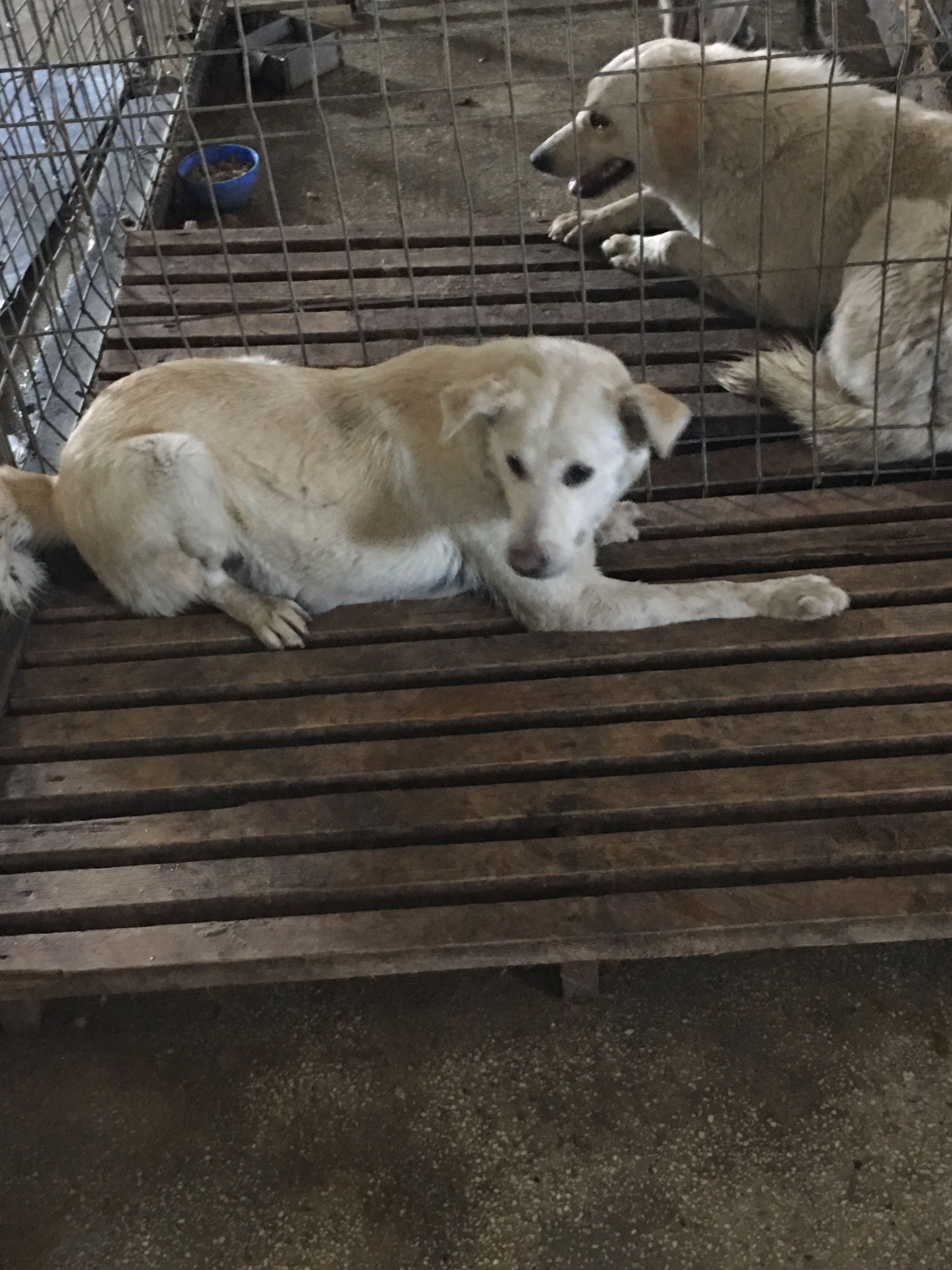 microcip 642099000445234 ( Str. Suceava)