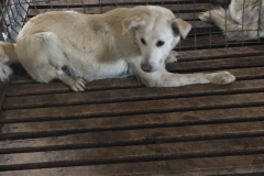 microcip 642099000445234 ( Str. Suceava)
