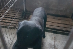 Bd. Mamaia microcip 642099000498848