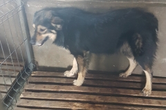 Str. Budapesta microcip 642099000498836