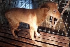 Bd. Mamaia microcip 642099000498536