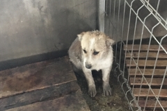microcip 642099000445241 ( Baba Novac)
