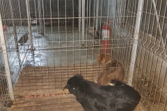 Str. Vifor Haiduc microcip 642099000498546