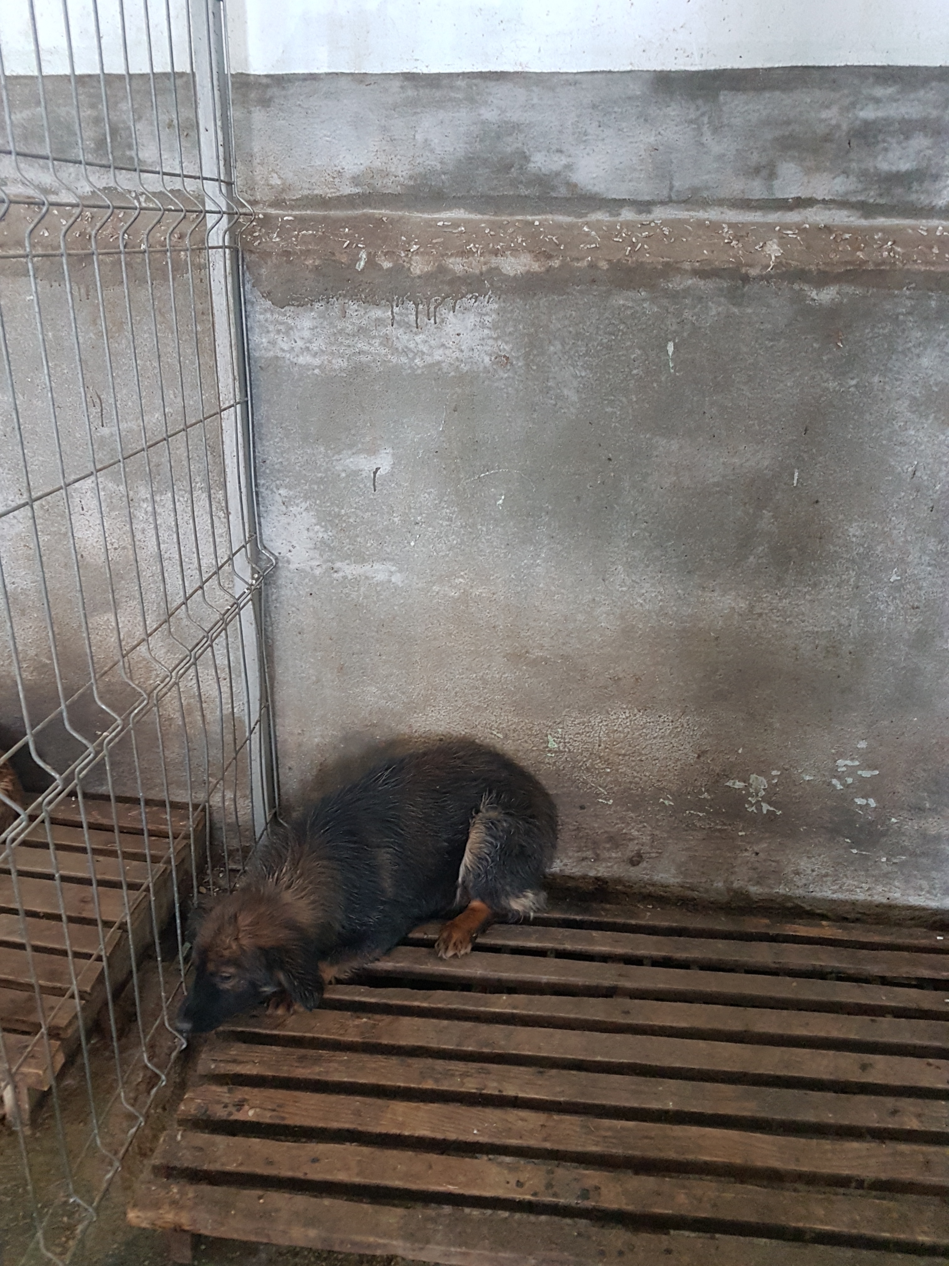 Str.Pandurului microcip 642099000566975