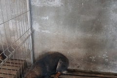 Str.Pandurului microcip 642099000566975