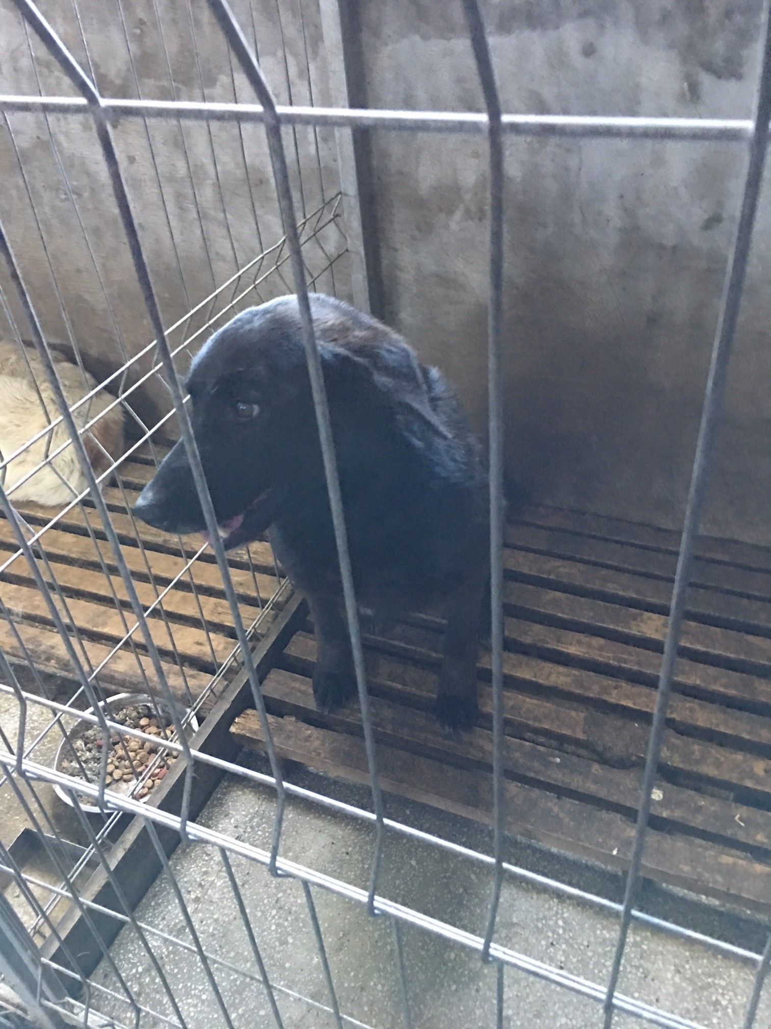 microcip 642099000445174 ( str. Amzacea )