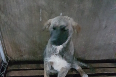 str. Prel.N.Filimon microcip 642099000498529