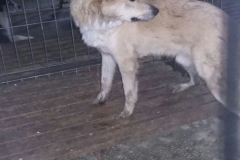 Bd. Mamaia microcip 642099000498729