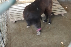Picture 004