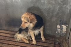 microcip 642099000445280 ( str. bravilor)
