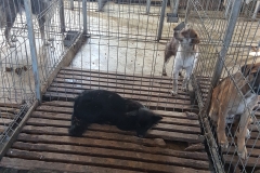 str. Salciilor microcip 642099000498764