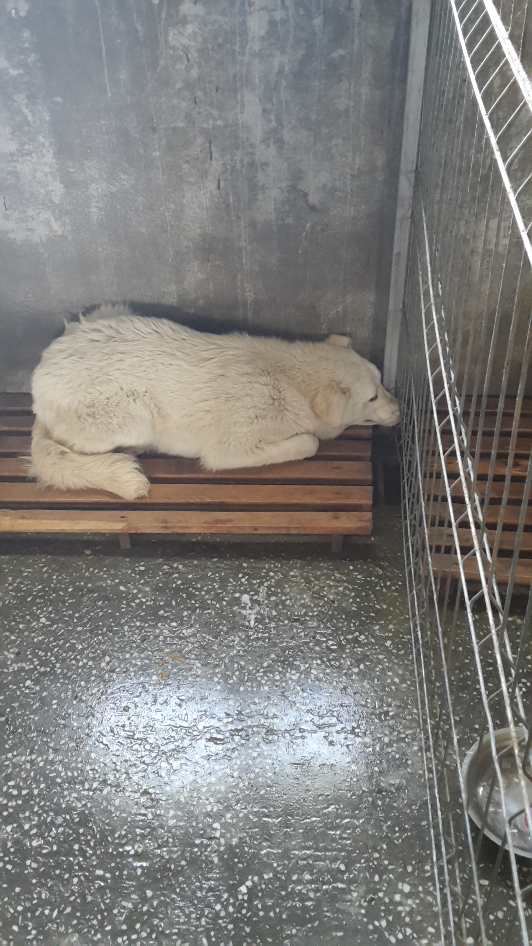 microcip 642098201621877 (mamaia)