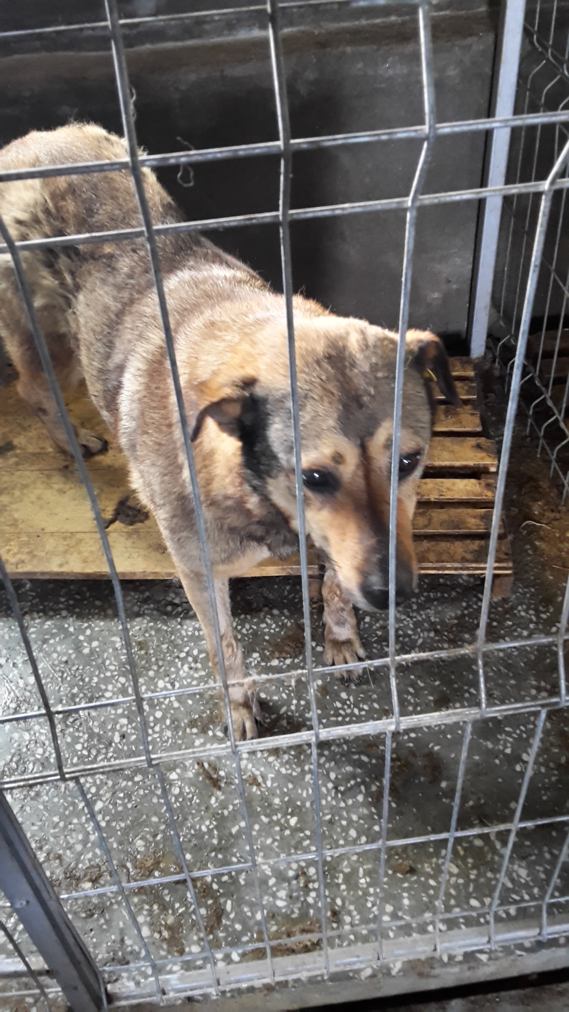 microcip 642090000096351 (zona Ciresica)